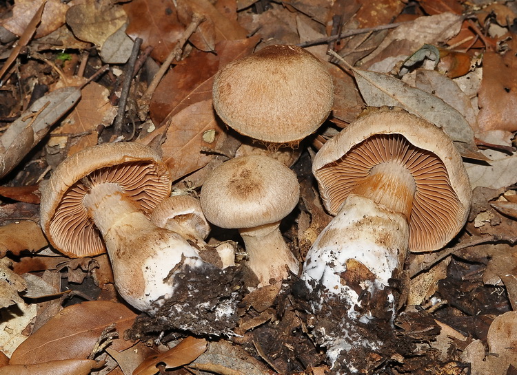 Un bel Cortinarius sp.